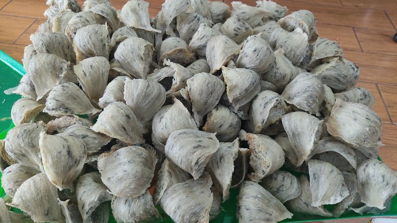 cách làm sạch lông trong tổ yến thô