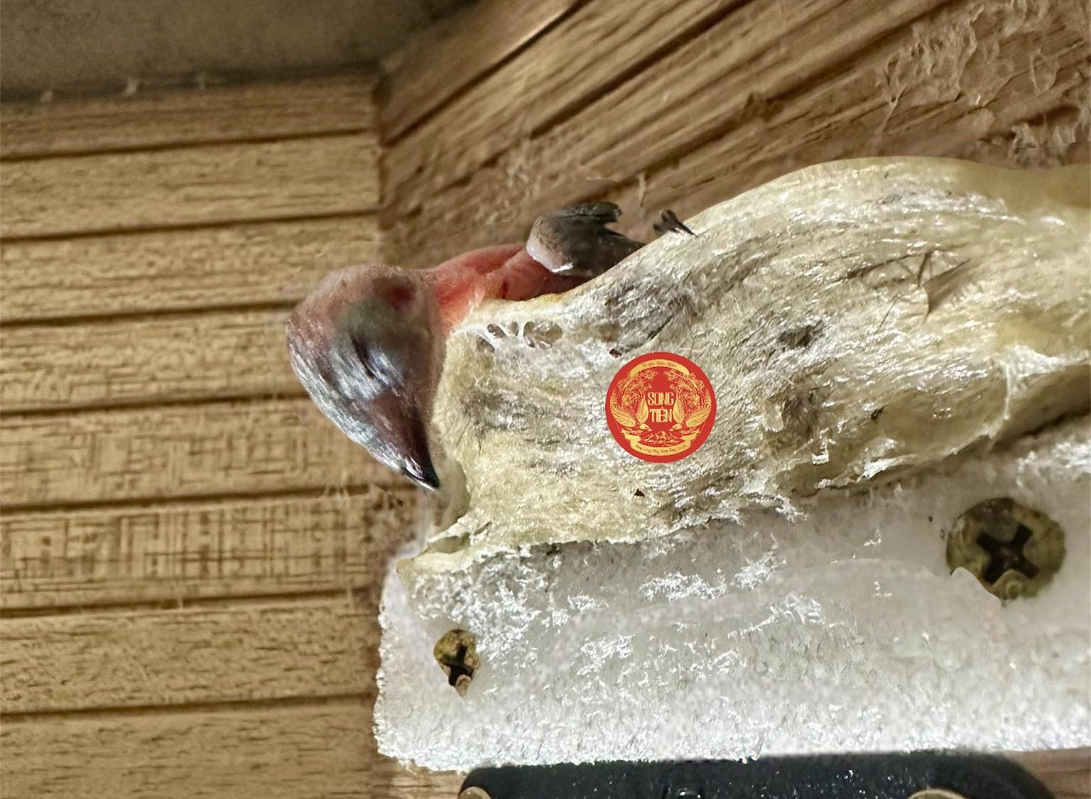 yến nhà, nguồn gốc tổ yến