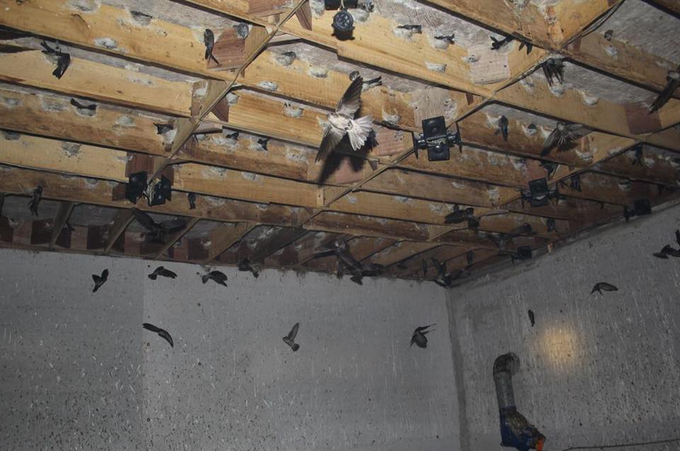 yến nhà, nguồn gốc tổ yến