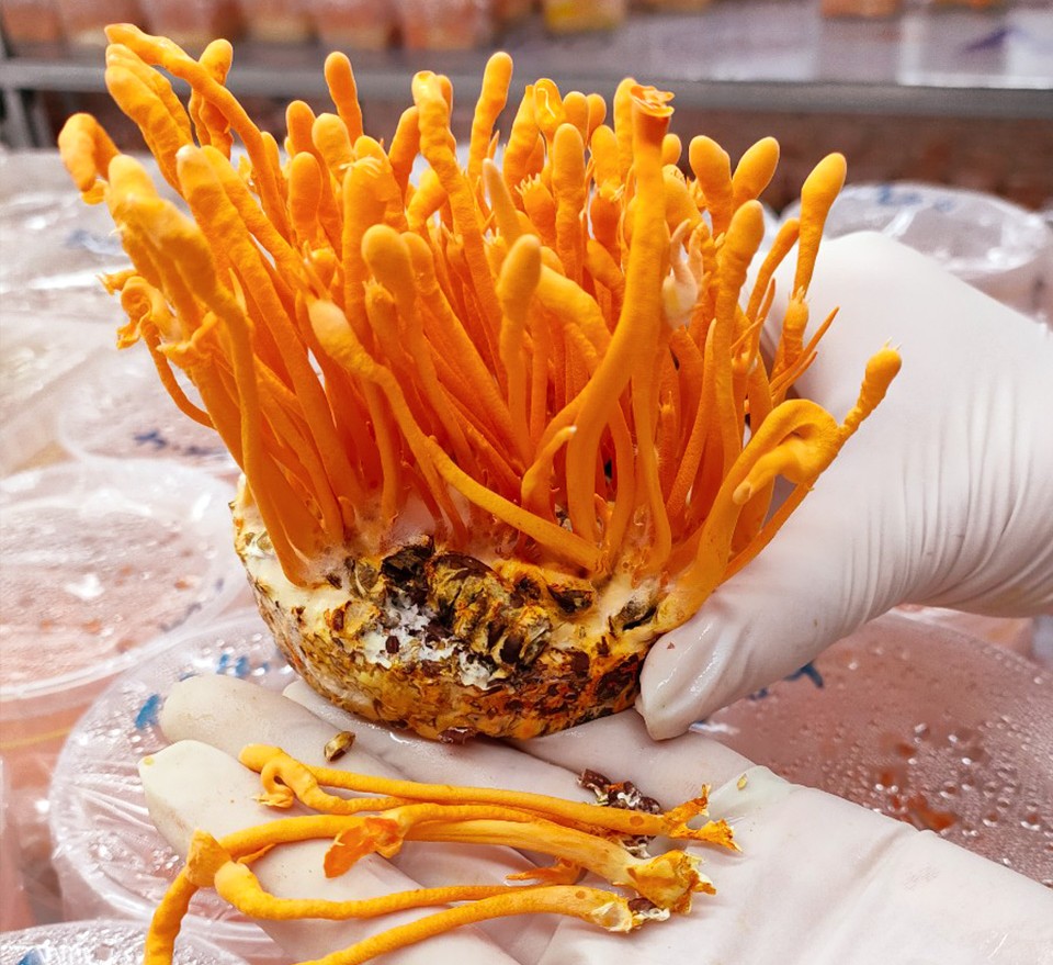 yến chưng đ&ocirc;ng tr&ugrave;ng hạ thảo Song Ti&ecirc;n