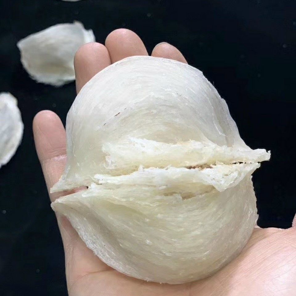 c&aacute;ch ph&acirc;n biệt yến