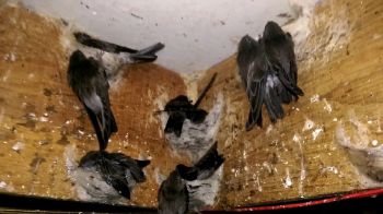 NHÀ YẾN THÀNH CÔNG 1 THÁNG THU 30 KG TỔ YẾN