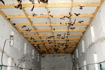 Kinh nghiệm nuôi yến sào đạt hiệu quả