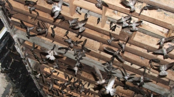 Hành Trình Chất Lượng: Quy Trình Sản Xuất Yến Song Tiên Từ Nhà Yến Đến Thành Phẩm